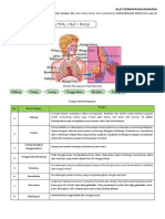 Materi Dan Latihan Alat Pernapasan Manusia