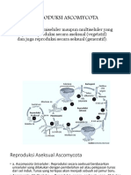 Reproduksi Ascomycota