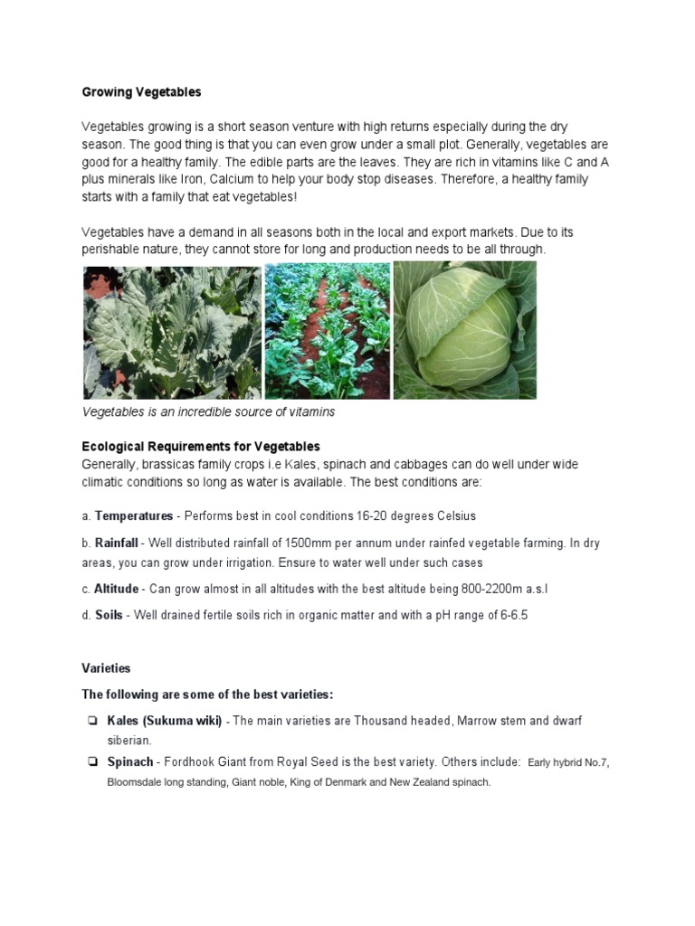 Vegetables Farming Cabbages Kales and Spinach | PDF | Vegetables | Weed