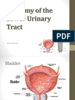 Anatomy of The Lower Urinary Tract