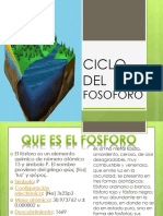 Ciclo Del Fósforo