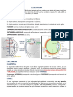 Globo Ocular