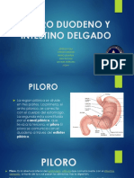 Piloro Duodeno y Intestino Delgado