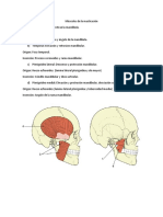 Musculos M.O