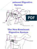 Ruminant Digestive System Explained