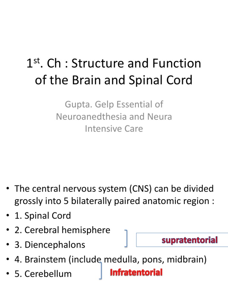 Brain and Spinal Cord Structure Overview | PDF