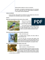 Orden Coraciiformes - Informe