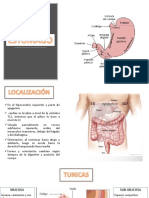 Anatomia Del Estomago 2018