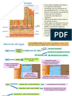 Absorcion Del Agua