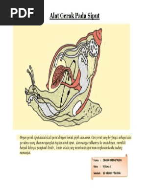 Alat Gerak Pada Siput Pdf