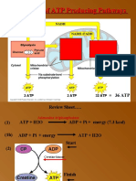 Summary of ATP Producing Pathways