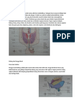 IBD - Pernafasan