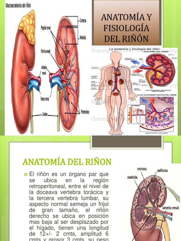 Anatomía y Fisiología del Riñón | PDF | Riñón | Sistema urinario