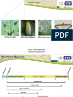 Pragas Da Melancia