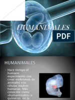 Human i Males