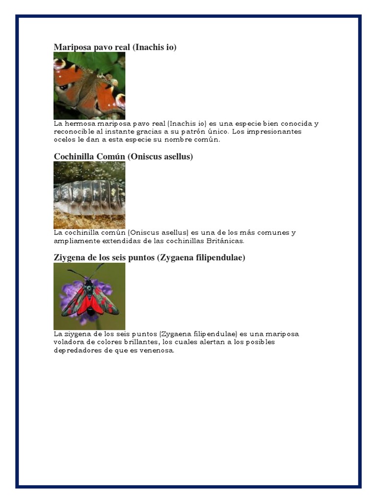 Especies de Insectos. | PDF | Insectos | Lepidópteros