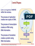 Protein Synthesis Stud