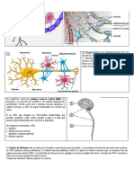 20a40 - Células Do Sistema Nervoso - Células Da Glia - Oligodendrócitos