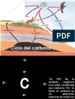 Ciclo Del Carbono