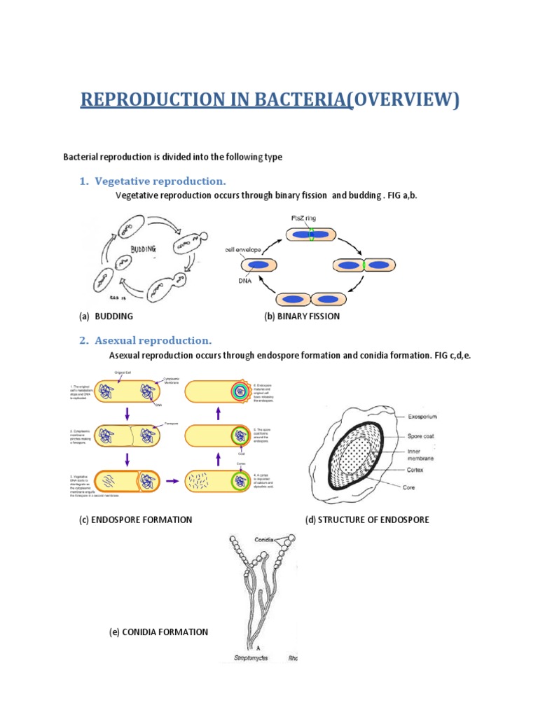 Reproduction in Bacteria (Overview) | PDF | Sexual Reproduction | Bacteria
