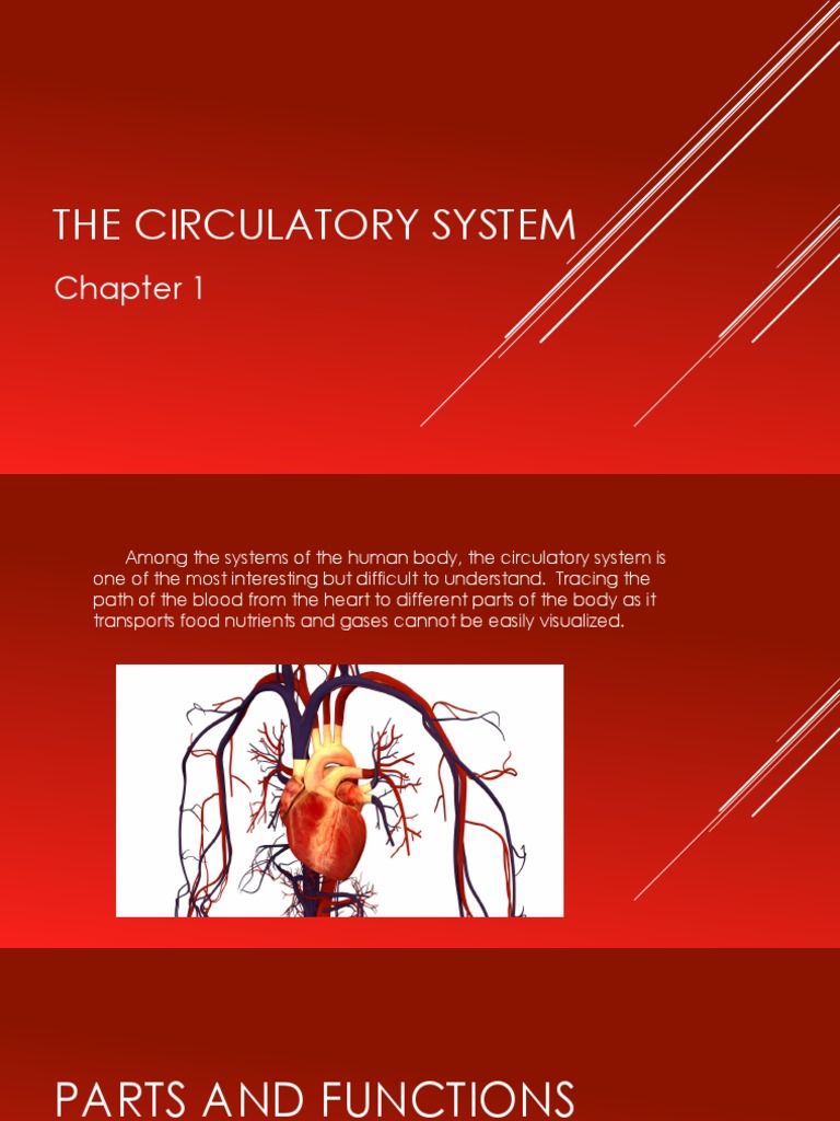 Understanding the Circulatory System | PDF | Heart Valve | Artery