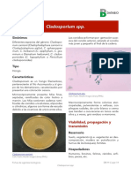 Cladosporium SPP PDF