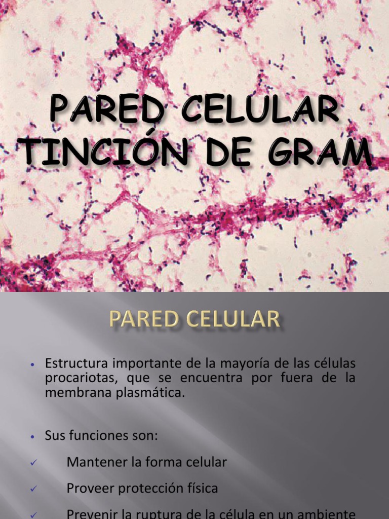Estructura y función de la pared celular bacteriana | PDF | Bacterias ...