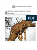 leopardo