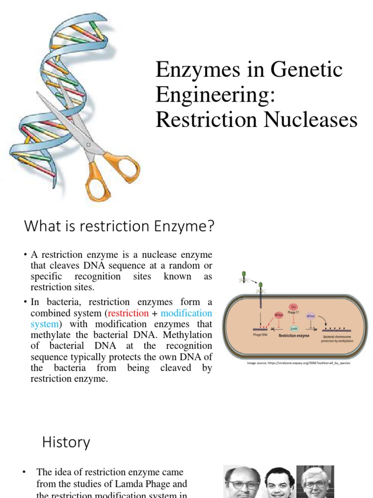 History and Types of Restriction Enzymes | PDF | Restriction Enzyme ...