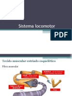 Sistema Locomotor