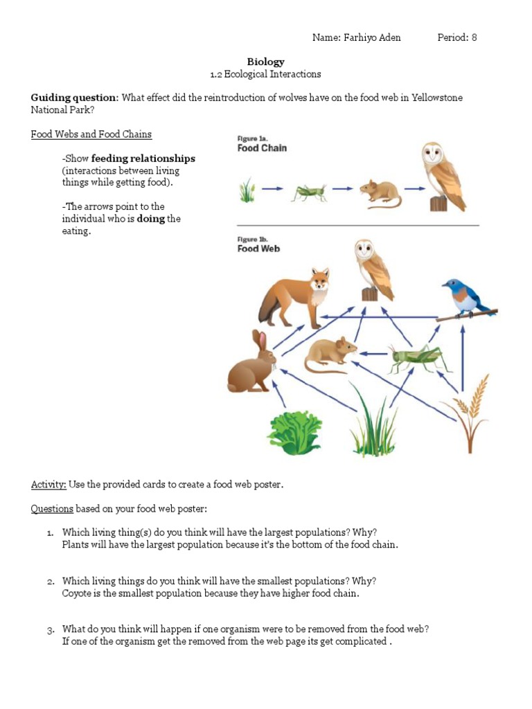 What Eats What In Yellowstone The Ultimate Food Web Guide - hmzcps6