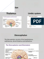 Diencephalon Thalamus: Limbic System