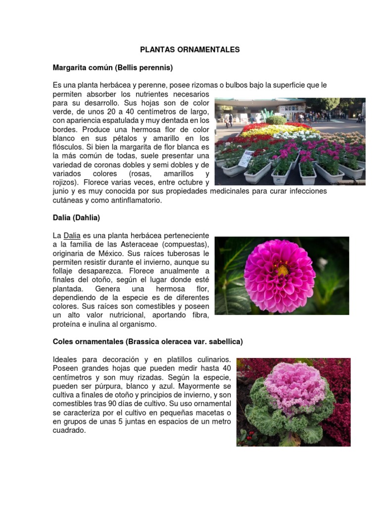 La importancia de las plantas ornamentales - Explotaciones Jogamar SL