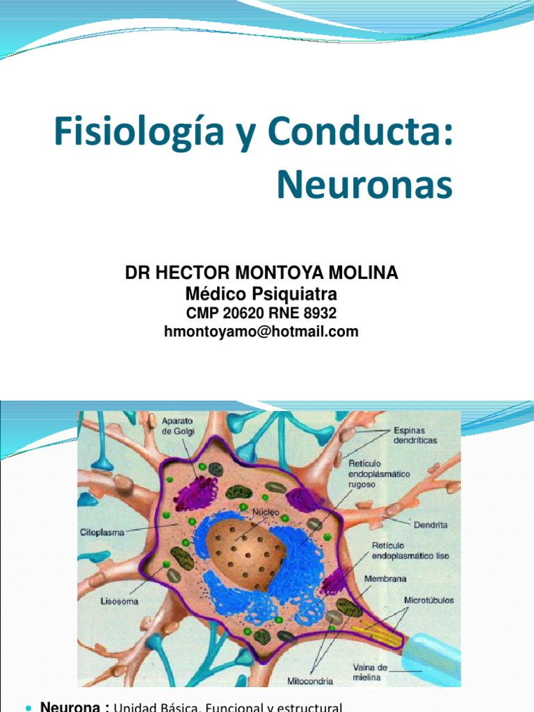 Fisiología de Neuronas y Sinapsis | PDF | Sinapsis | Neurona