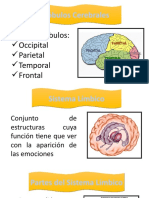 lóbulos cerebrales y sistema límbico (1).pptx