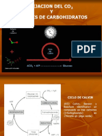 FV-fotosintesis1.ppt