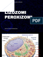 Lizozomi_Peroxizomi_2018