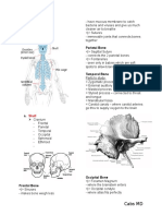 Axial Skeleton: Skull Hyoid Vertebral Column Thoracic Cage Parietal Bone