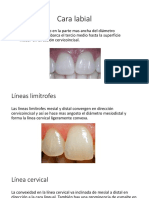 Cara labial: anatomía y características