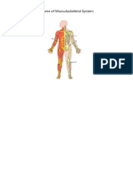 Pictures of Musculoskeletal System