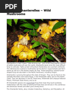 Oregon Chanterelles - Wild Mushrooms: Mycorrhizal