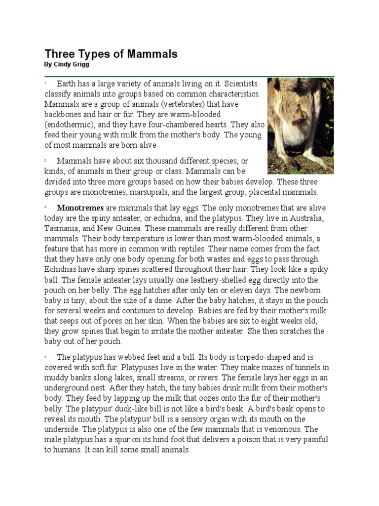 Three Types of Mammals Reading PDF | PDF | Marsupials | Mammals