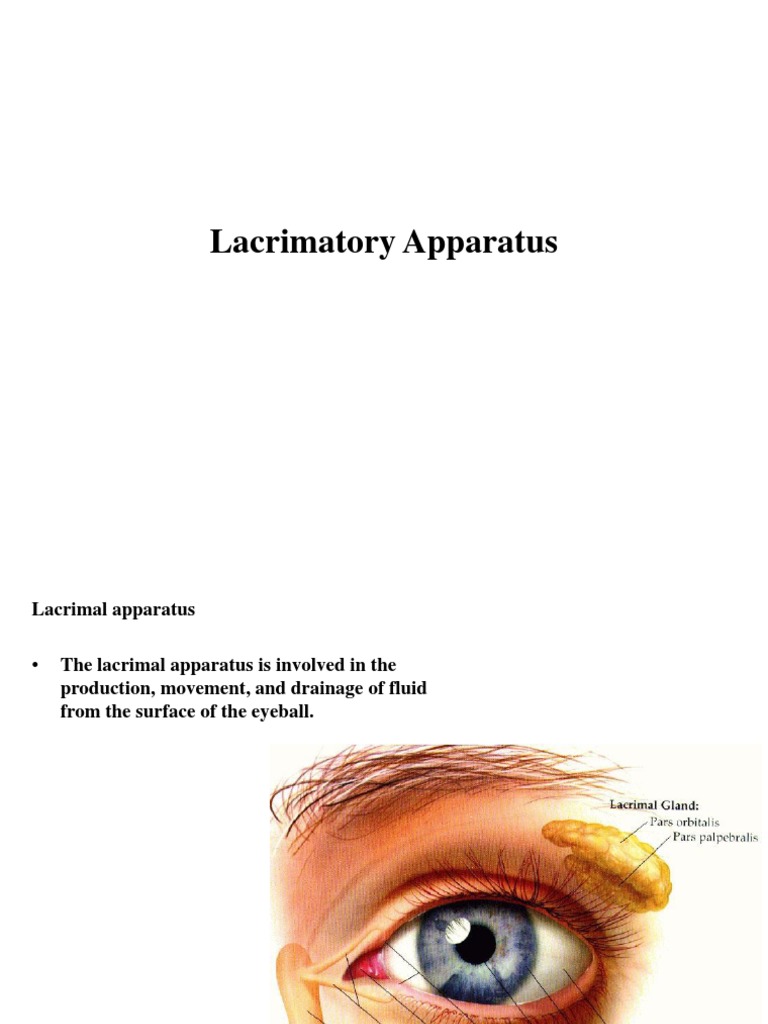 Lacrimal Apparatus Labeling Made Easy With Diagrams - 89u5gha