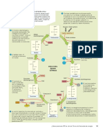 Ciclo de Krebs.pdf