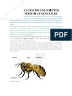 Clasificación de Los Insectos