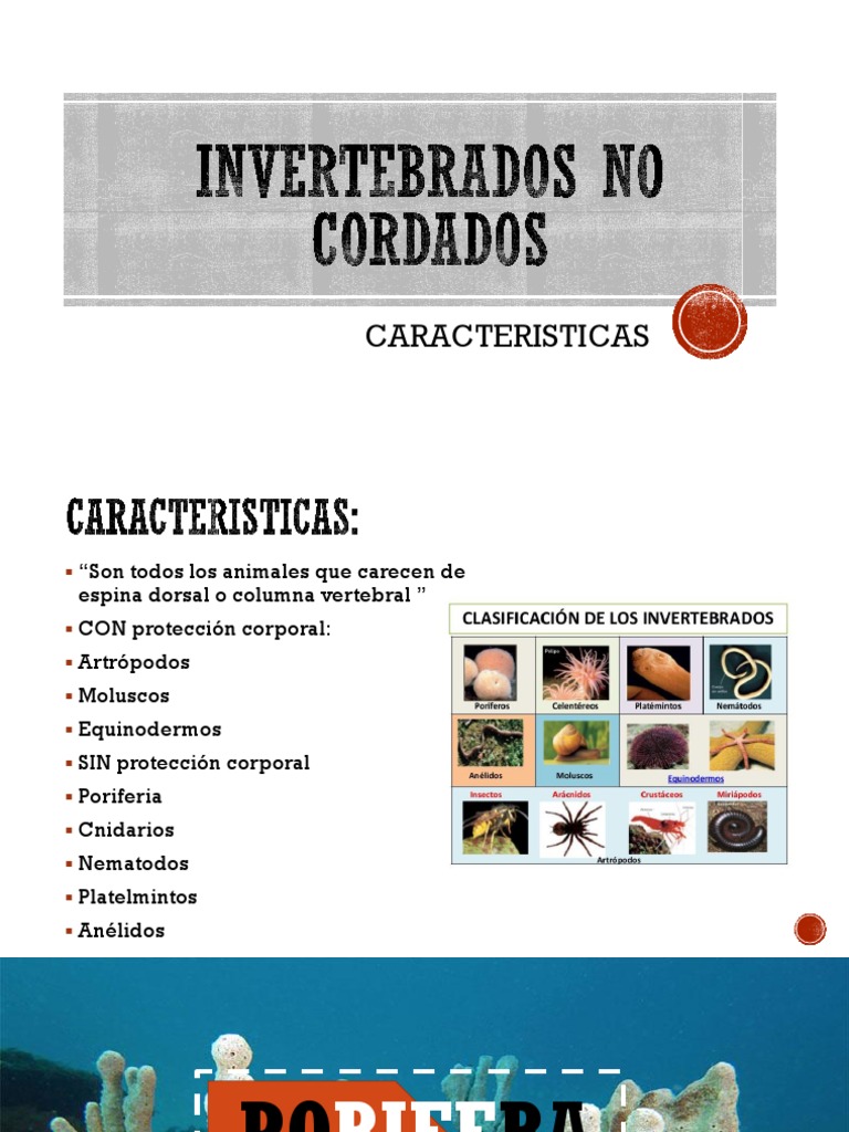 Invertebrados No Cordados | PDF | Esponja | Moluscos, image size:768x1024