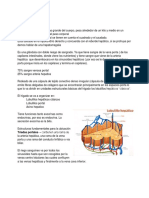 Histologia Higado