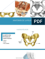 Pelvis