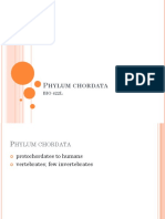 Phylum Chordata Prelab