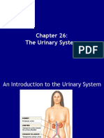 CH 26 The Urinary System